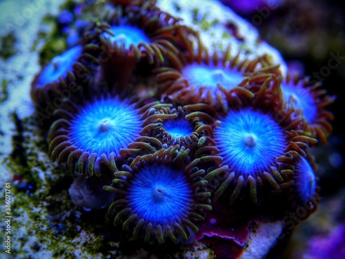 Colorful colony of Zoanthus polyps  soft coral