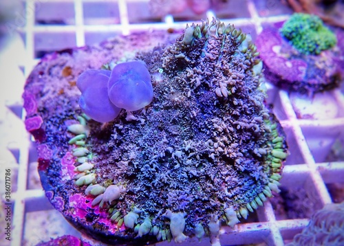 OG Circus Blue ball  bounce mushroom coral photo