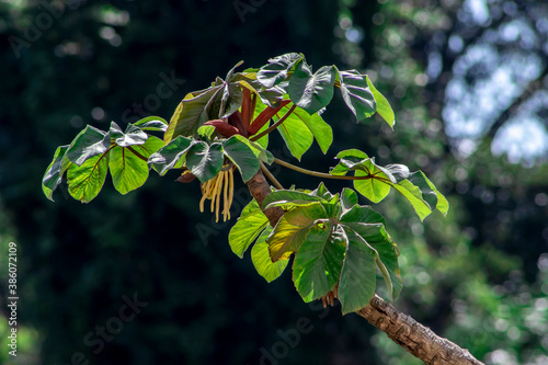 Embauba tree on Atlantic Rainforest in Brazil photo