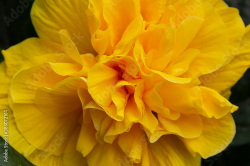 Cucarda amarilla rellena. Stock Photo | Adobe Stock