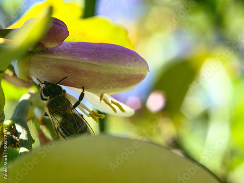 abeja recolectando polen en flor de limonero