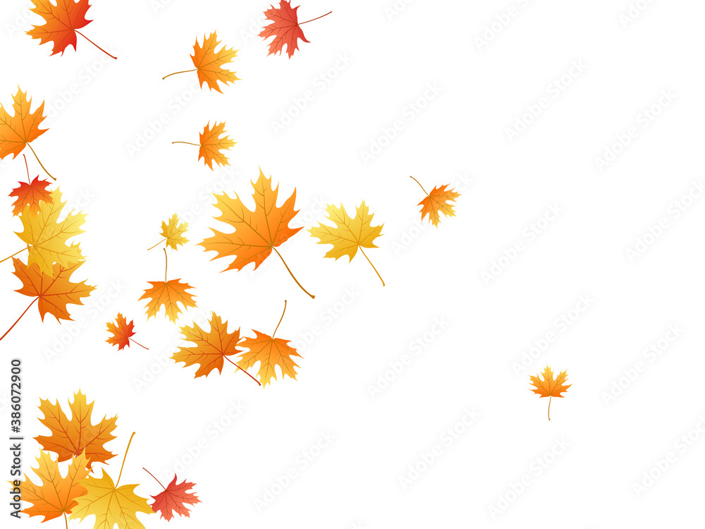 Maple leaves vector background, autumn foliage on white graphic design.