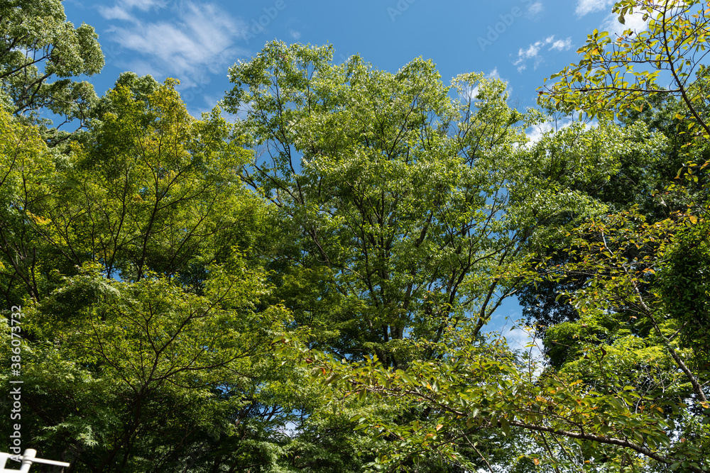 Fototapeta premium 秋の空