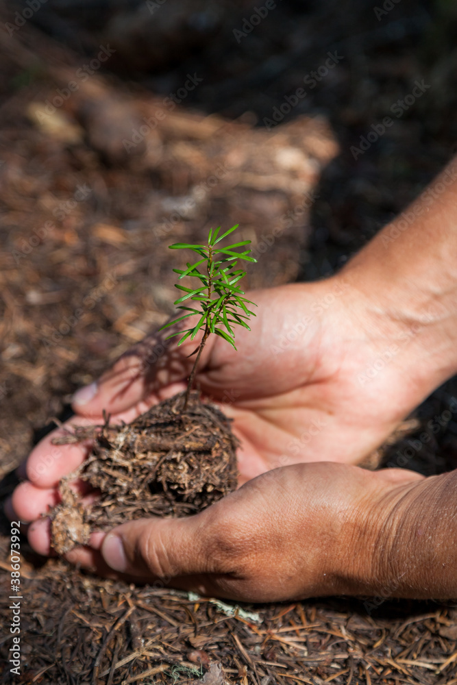 Hands Holding a Small Tree Hands Holding a Small Tree