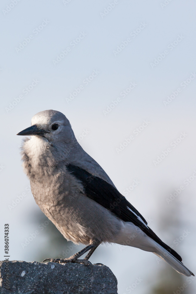 Clark's Nut Cracker Bird on a Rock Clark's Nut Cracker Bird on a Rock