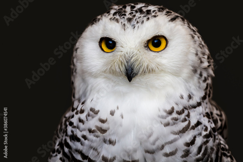 "Snowy Owl Portrait" © scottevers7