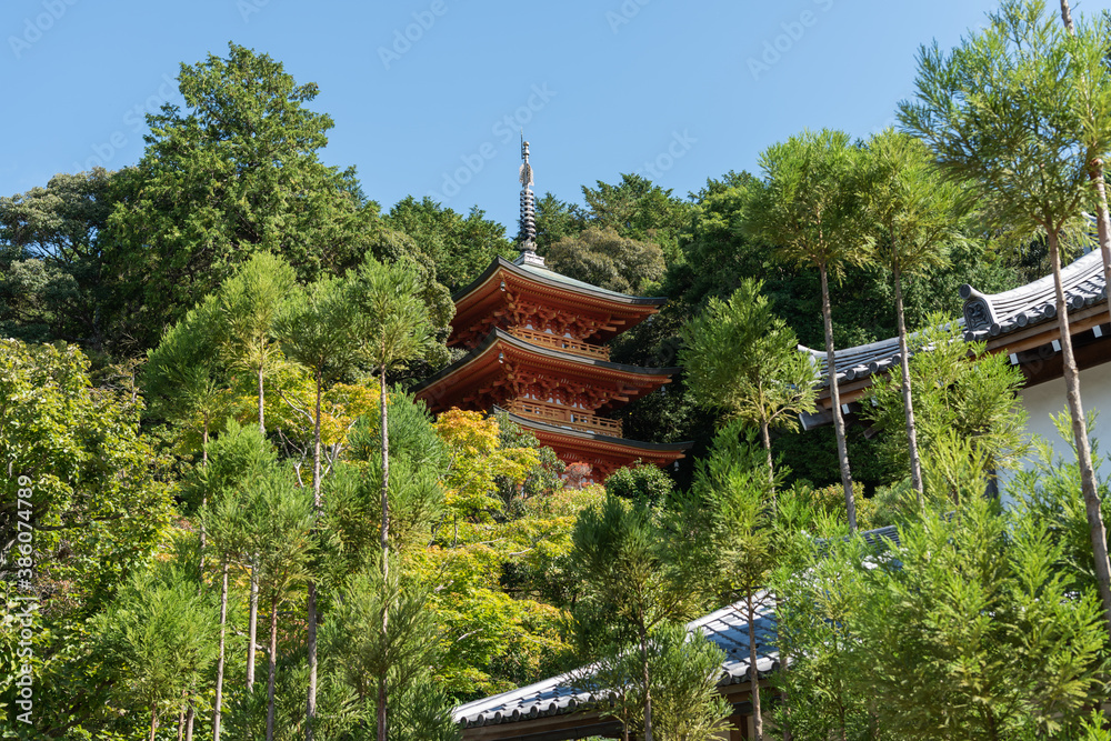 木に囲まれた塔 木に囲まれた塔