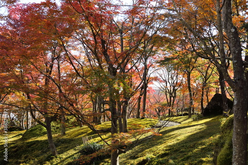 箱根の紅葉
