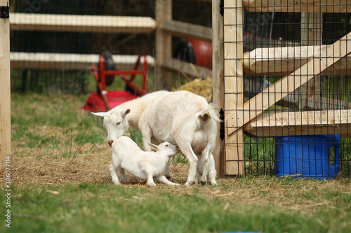 Mother goat feeding lovely white kid