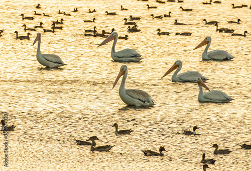 A Flock of White Pelicans at Sunrise