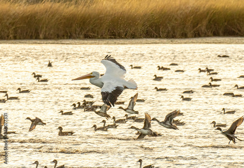 White Pelican Flying Among a Flock of Ducks