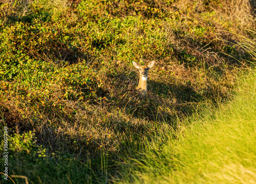 A Deer Pokes out its Head from Dense Brush.