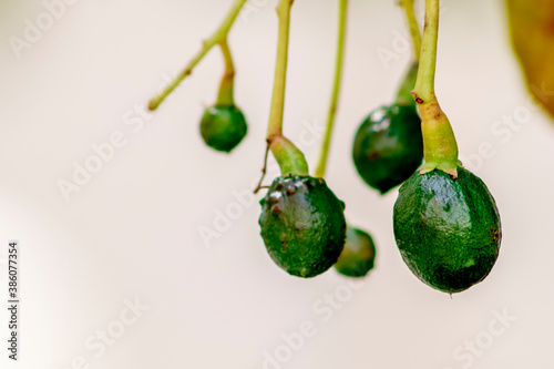 budding avocado tree, baby fruit on tree, fruit set avocado tree, green leaves, green fruit, close up setting fruit in Brazil