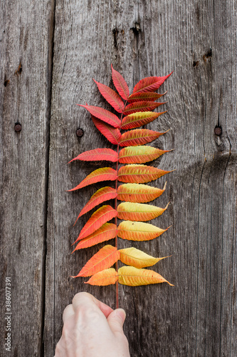 collection of beautiful natural autumn leaves, gradient of nice colors