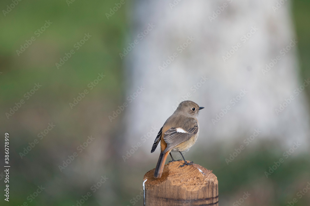 Fototapeta premium Daurian redstart female in Tonosho Town, Chiba Prefecture