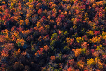 Aerial Top view of colorful forest treetops, autumn season. Vermont, United States