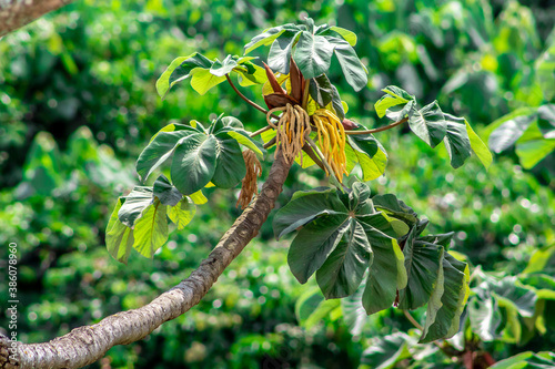 Embauba tree on Atlantic Rainforest in Brazil photo