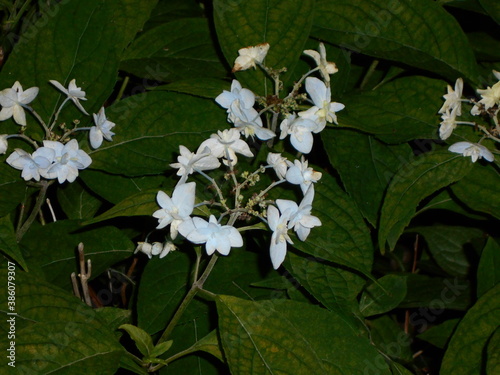 満開の紫陽花
