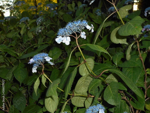 満開の紫陽花
