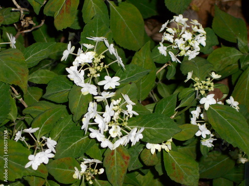 満開の紫陽花