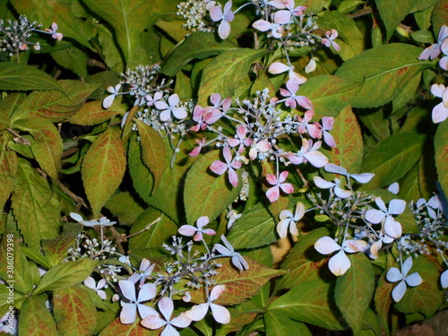 満開の紫陽花
