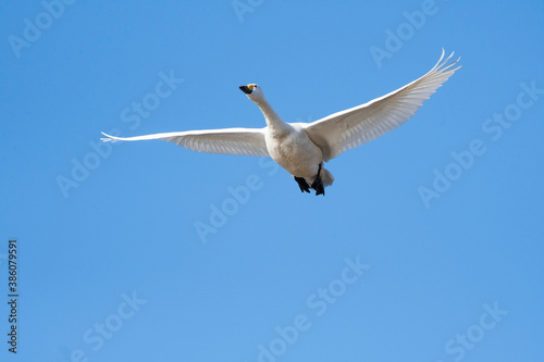 Whistling swan flying in Tonosho Town
