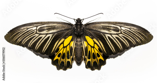 The butterfly on white background. Big butterfly black and yellow beautiful.