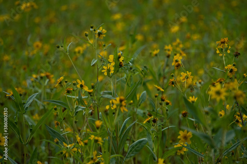 Guizotia abyssinica field of Jharkhand. photo