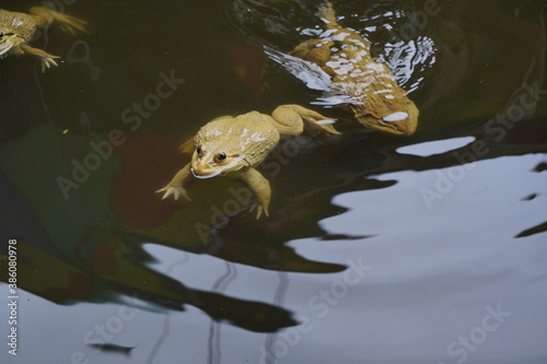 Fototapeta Naklejka Na Ścianę i Meble -  Frogs swimming in the pond.