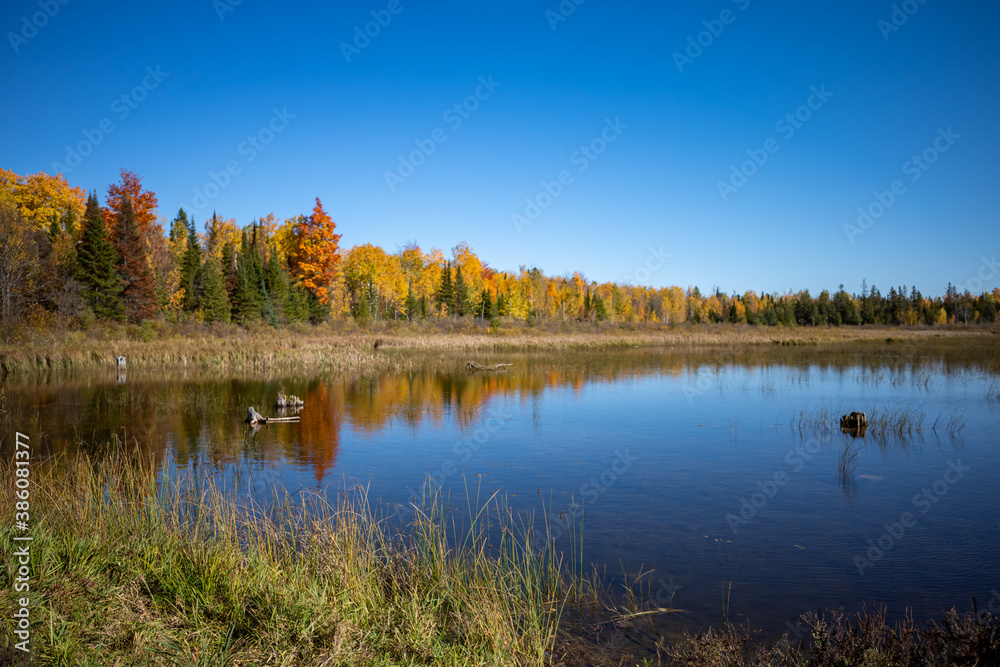 Colorful autumn forest across wetlands