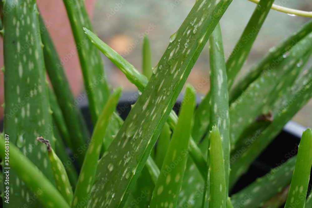green aloe plant in a pot and a drop of rain water in the garden atmosphere. green aloe plant in a pot and a drop of rain water in the garden atmosphere.