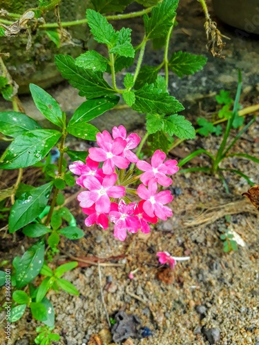 pink flowers in the garden