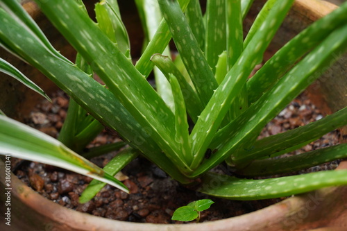 green aloe plant in a pot and a drop of rain water in the garden atmosphere.