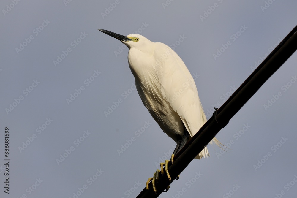 Fototapeta premium コサギ