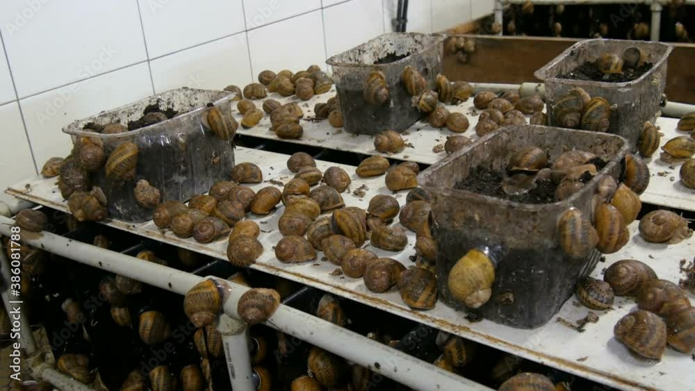 Cold chamber for the number of snails on a snail farm, a delicacy with ...