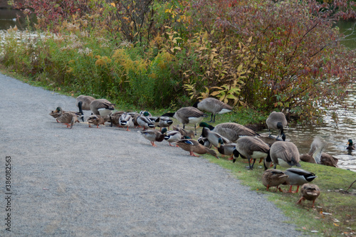 geese and ducks 