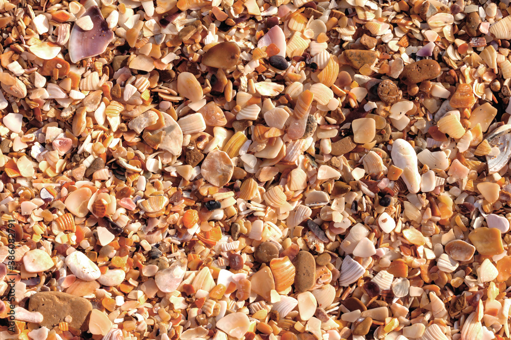 A background of small sea pebbles of different colors and many small pieces of seashells.