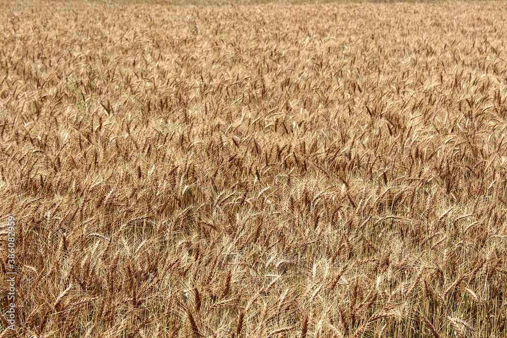 Fototapeta premium Wheat field crop ready to harvest in summer