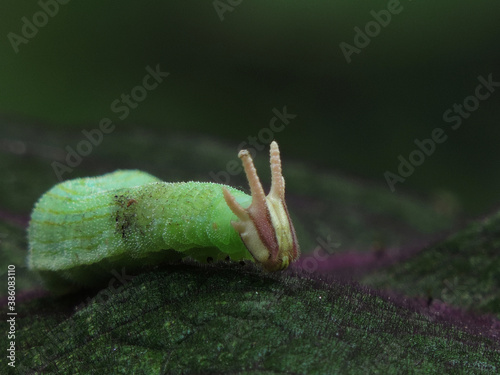 oruga