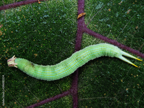 oruga