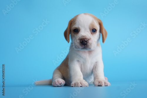 Adorable beagle dog on blue background with copy space for text.