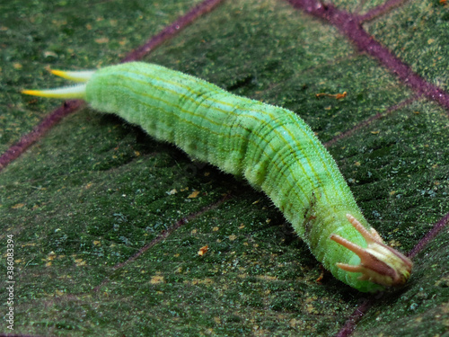 oruga