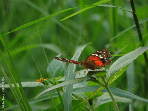 mariposa