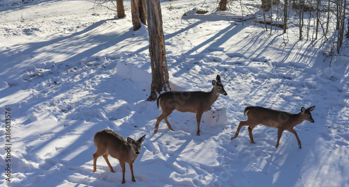 Deer in Snow