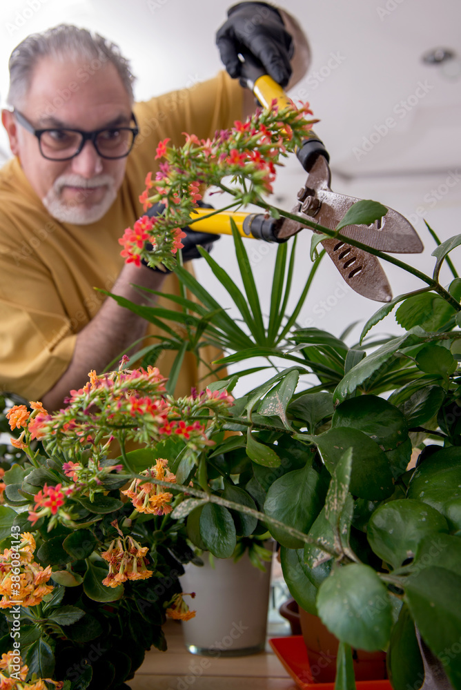 Old male gardener with plants indoors