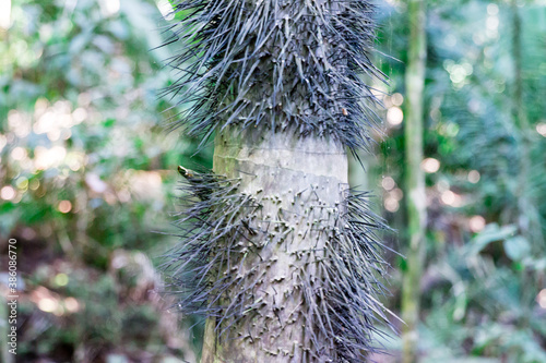 Spikey Plant Prickly Leafs 