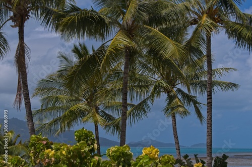 Palm trees on the beach on Hamilton Island  Australia 