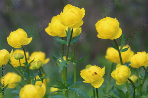 growing italmas flower in summer