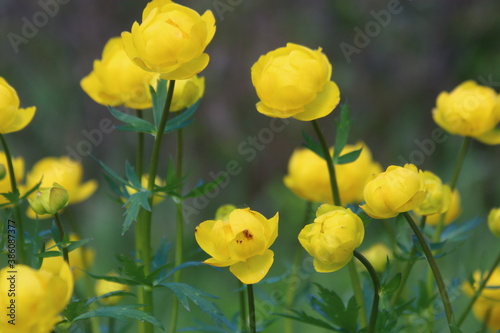 growing italmas flower in summer