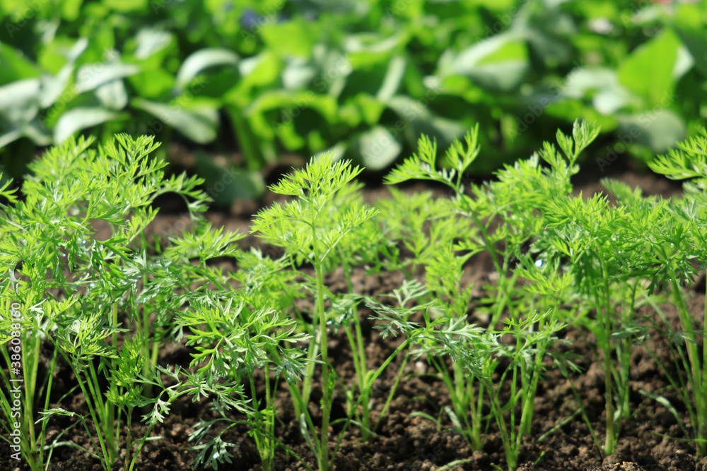 畑に植えた人参の葉 1